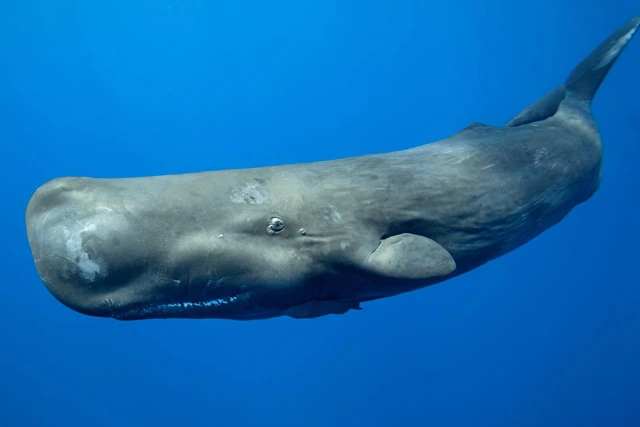 Sperm Whale